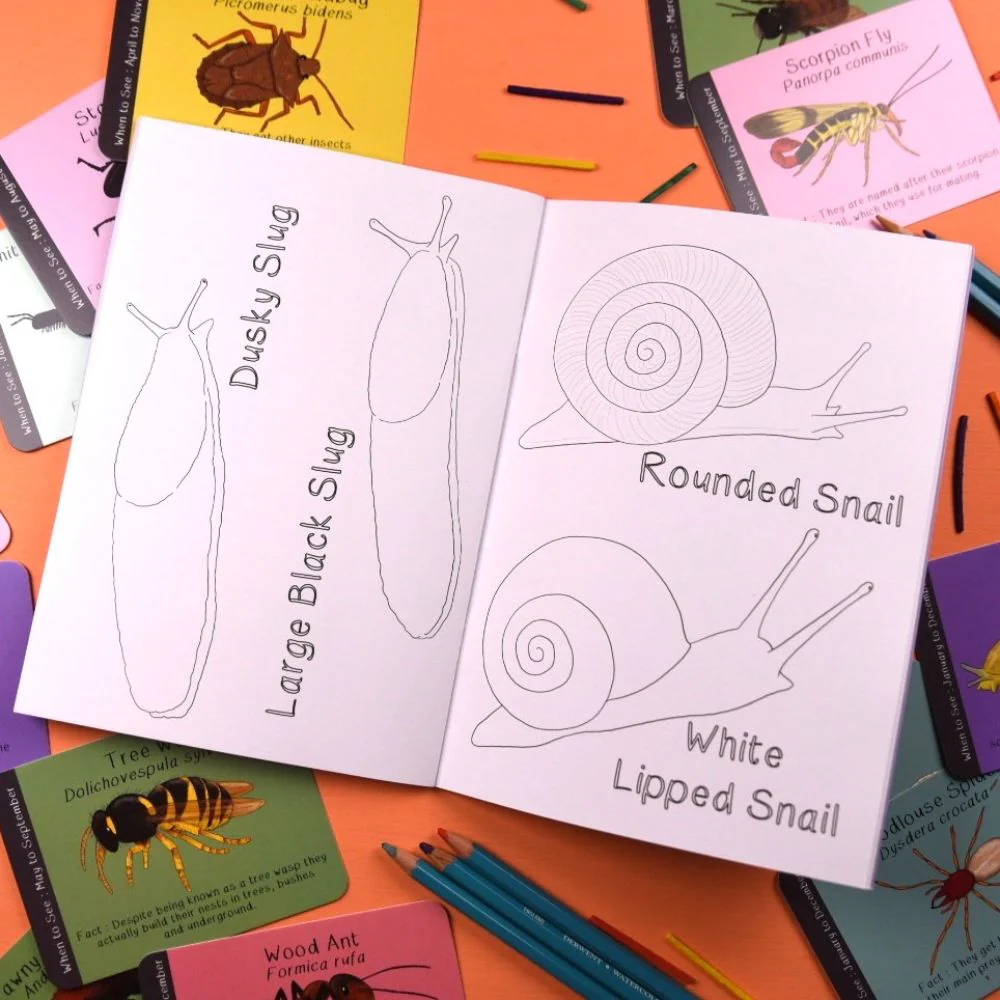 Amazing British Bugs Colouring Book - Image 3