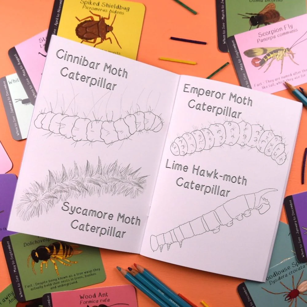 Amazing British Bugs Colouring Book - Image 5