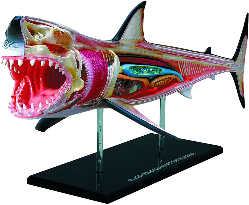 Thames and Kosmos Animal Anatomy -  Great White Shark - Image 3