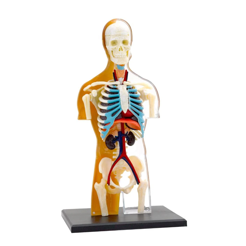 Thames and Kosmos Human Body Anatomy - Image 3
