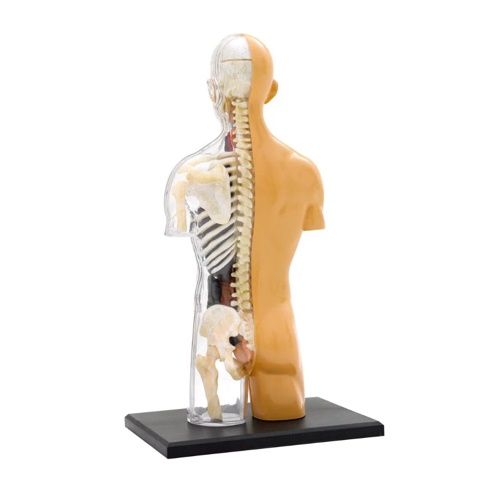 Thames and Kosmos Human Body Anatomy - Image 4