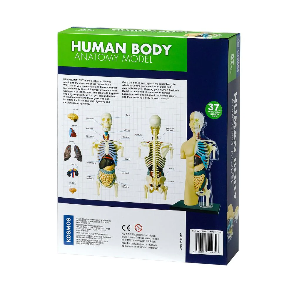 Thames and Kosmos Human Body Anatomy - Image 5